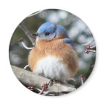 Bluebird 2 Inch Round Magnet