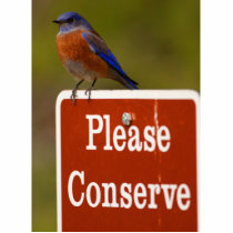 Bluebird photo sculptures