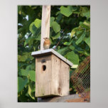 Bluebird at Home Posters