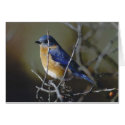 Bluebird cards by amwesley Bluebird cards