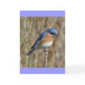 "Bluebird" cards