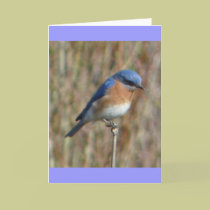 "Bluebird" cards