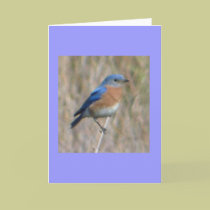 "Bluebird" cards