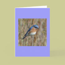 "Bluebird" cards