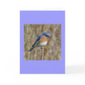 "Bluebird" cards