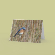 "Bluebird" cards