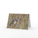 "Bluebird" cards