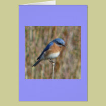 "Bluebird" cards