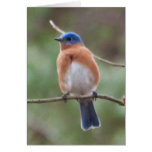 Bluebird Card