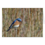 "Bluebird" Cards