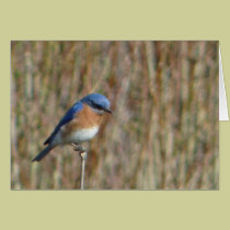 "Bluebird" cards