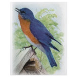Bluebird Flyer