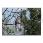 Bluebird Greeting Card
