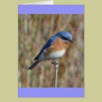 "Bluebird" cards
