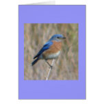 "Bluebird" Greeting Cards
