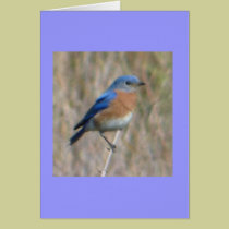 "Bluebird" cards