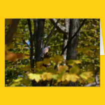 Bluebird in the Sun cards