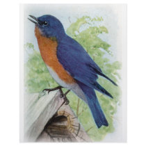 Bluebird letterhead by biologybase Bluebird letterhead