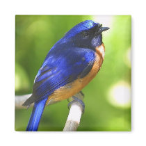 Bluebird Magnet