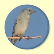 bluebird magnets