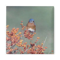 Bluebird magnets