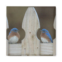 Bluebird magnet
