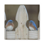 Bluebird magnet
