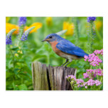 Bluebird male on fence post in flower garden postcard