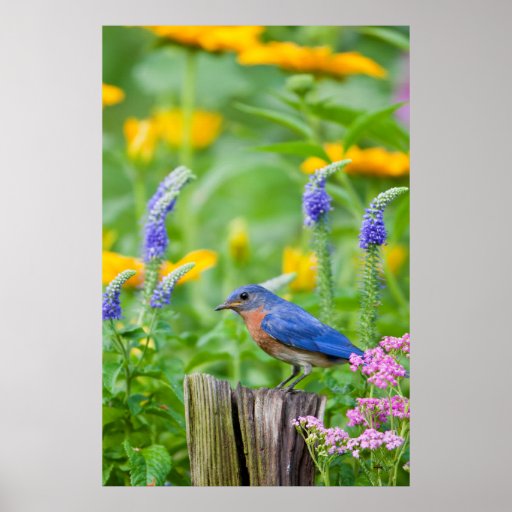 bluebird male on fence post in flower garden poster zazzle bluebird male on fence post in flower garden poster zazzle