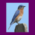 Bluebird Male Postcard