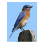 Bluebird Male Postcard