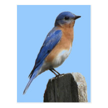 Bluebird Male Postcard