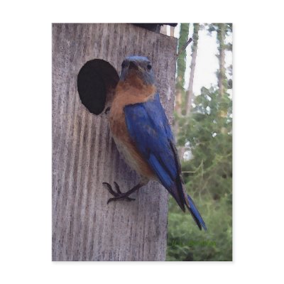 Bluebird Nest Box Postcard by naturegirl7