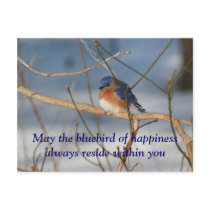 Bluebird Of Happiness Affirmation Nature Postcard