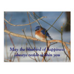 Bluebird Of Happiness Nature Postcard