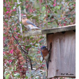 Bluebird Pair Early Spring print
