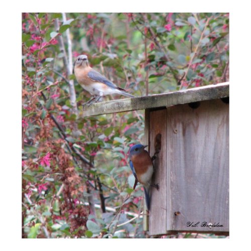 Bluebird Pair Early Spring print