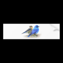 bluebird pair, male and female mountain bluebirds bumper stickers