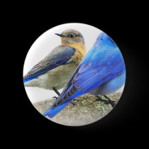 bluebird pair, male and female mountain bluebirds buttons