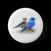 bluebird pair, male and female mountain bluebirds buttons