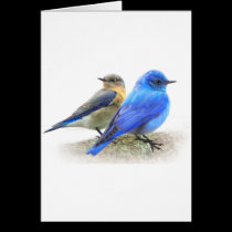 bluebird pair, male and female mountain bluebirds cards