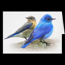 bluebird pair, male and female mountain bluebirds cards