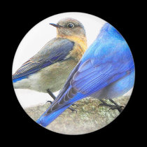 bluebird pair, male and female mountain bluebirds magnets