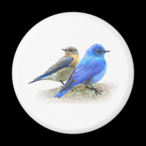 bluebird pair, male and female mountain bluebirds magnets