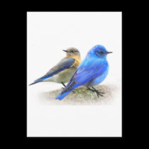 bluebird pair, male and female mountain bluebirds postcards
