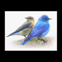 bluebird pair, male and female mountain bluebirds postcards