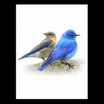 bluebird pair, male and female mountain bluebirds postcards