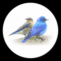 bluebird pair, male and female mountain bluebirds stickers