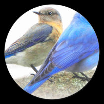 bluebird pair, male and female mountain bluebirds stickers