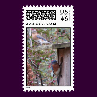 Bluebird Pair Postage by naturegirl7